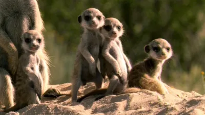 thumbnail - S1:E3 Meerkat Survival School