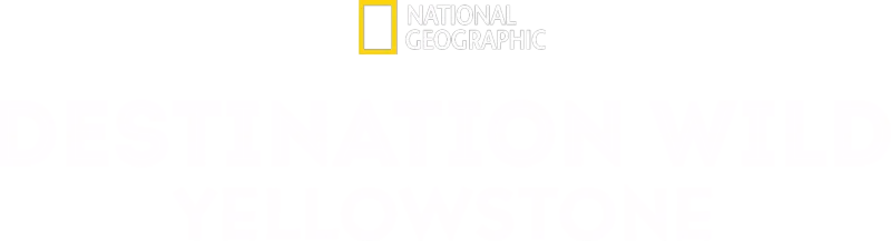 Destination Wild: Yellowstone