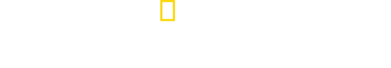 Cápák lakomája