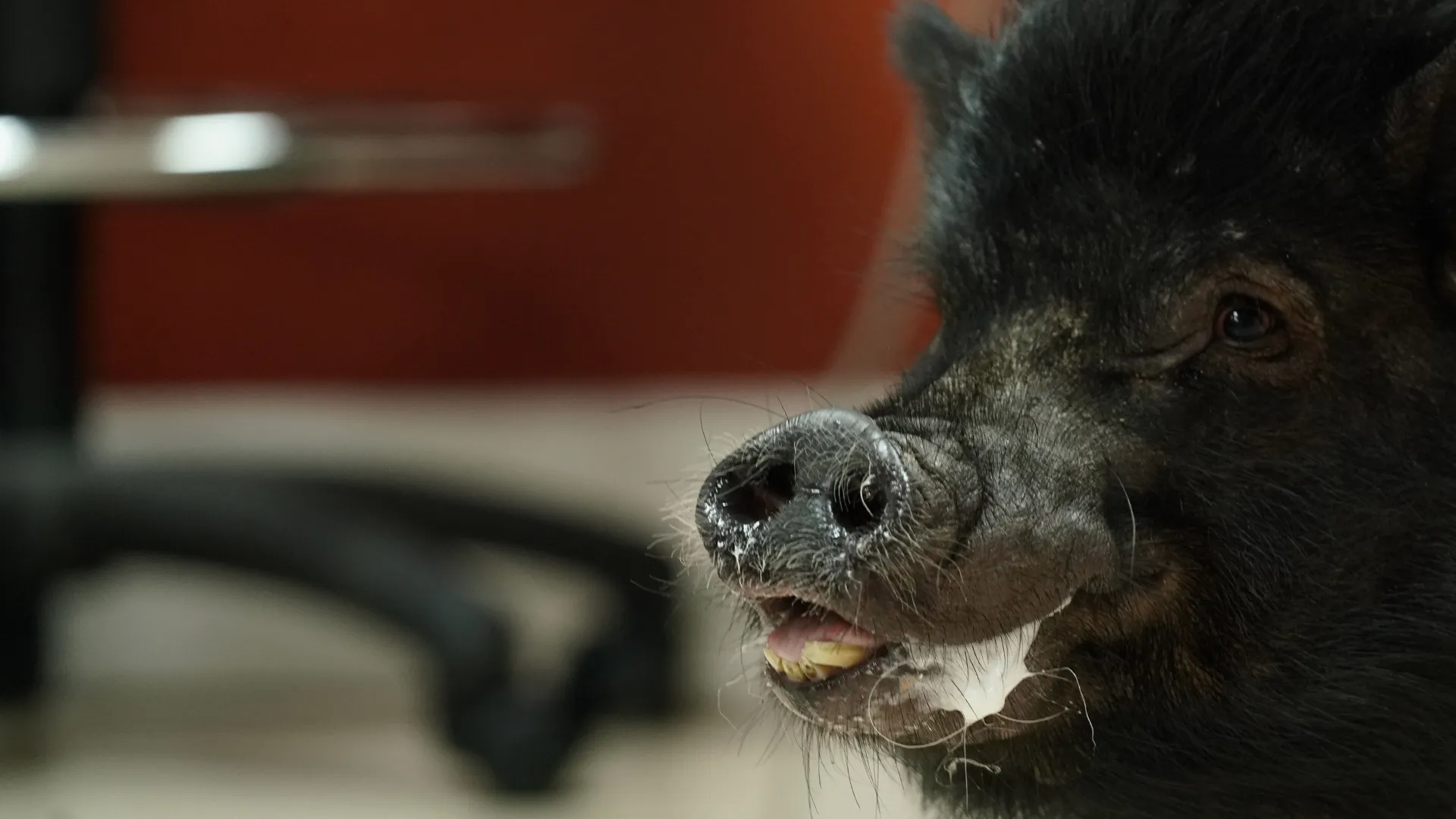 thumbnail - S9:E10 Big Bite, Pig Attitude!