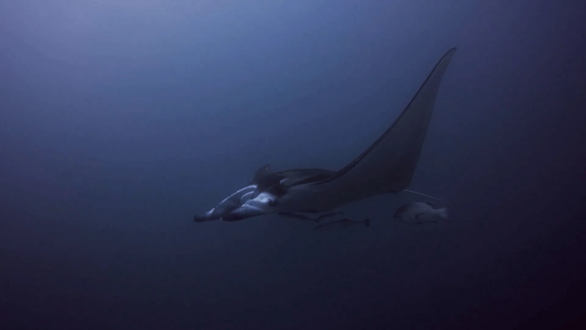 thumbnail - S1:E1 Manta Ray Mania