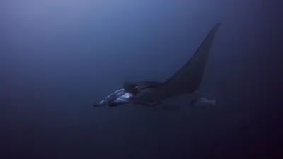 thumbnail - S1:E1 Manta Ray Mania