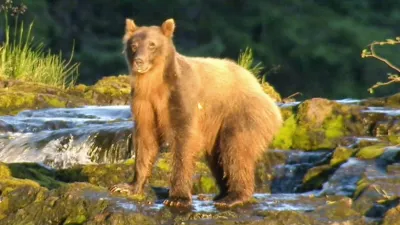 thumbnail - S12:E9 Brown Bear-anoia