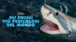 thumbnail - Gli squali più pericolosi del mondo