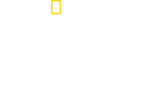 A varázslatos Disney's Animal Kingdom