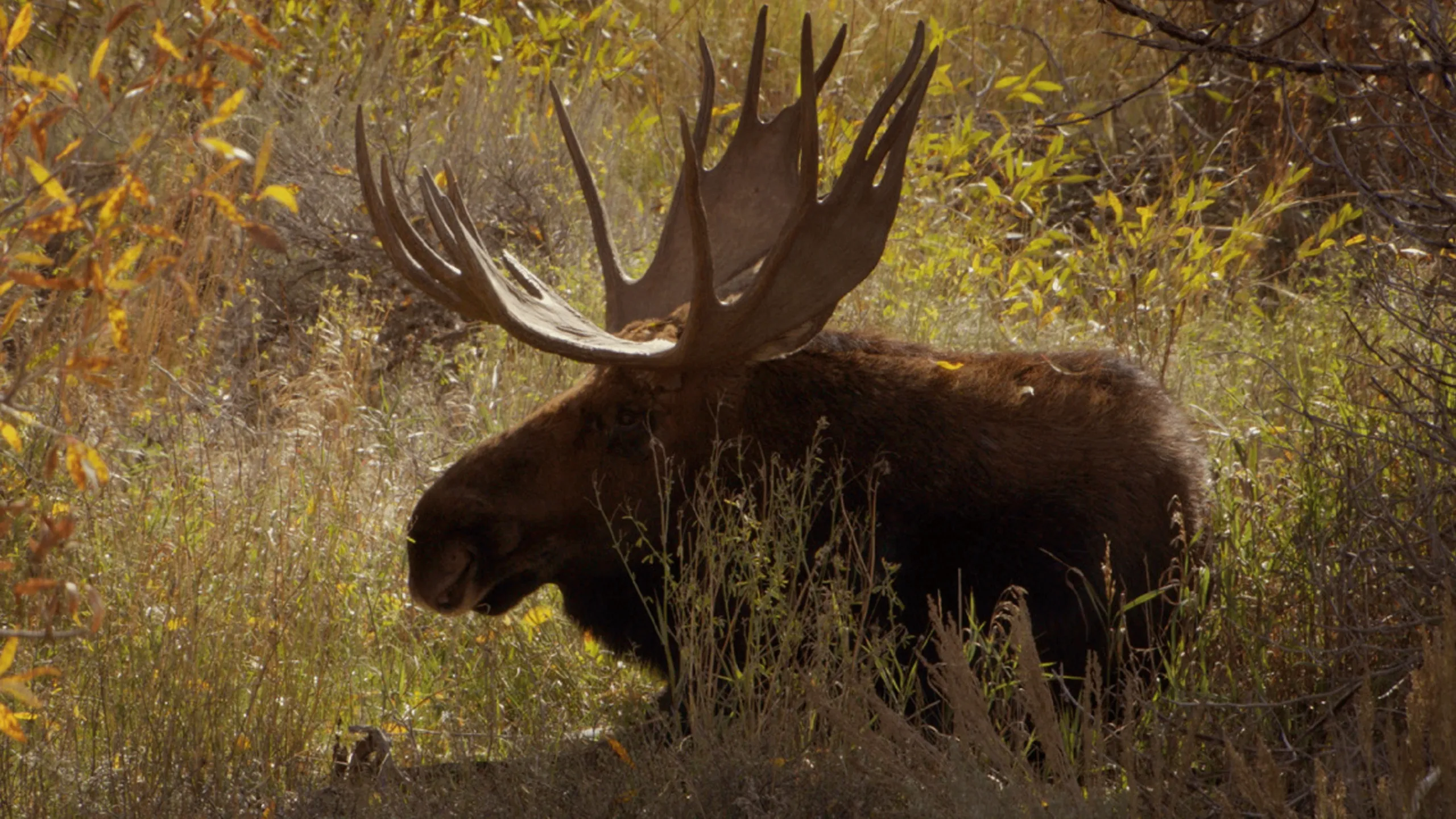 thumbnail - S1:E5 Yellowstone