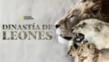 thumbnail - Dinastía de leones