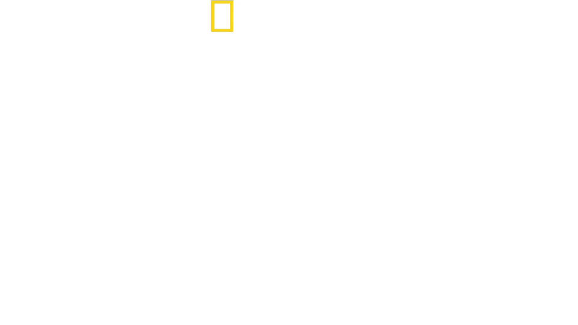 Dolphins Up Close with Bertie Gregory