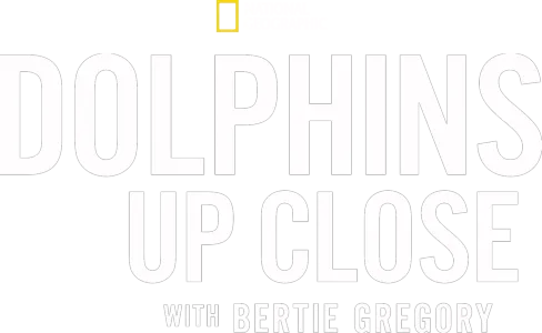 Dolphins Up Close with Bertie Gregory