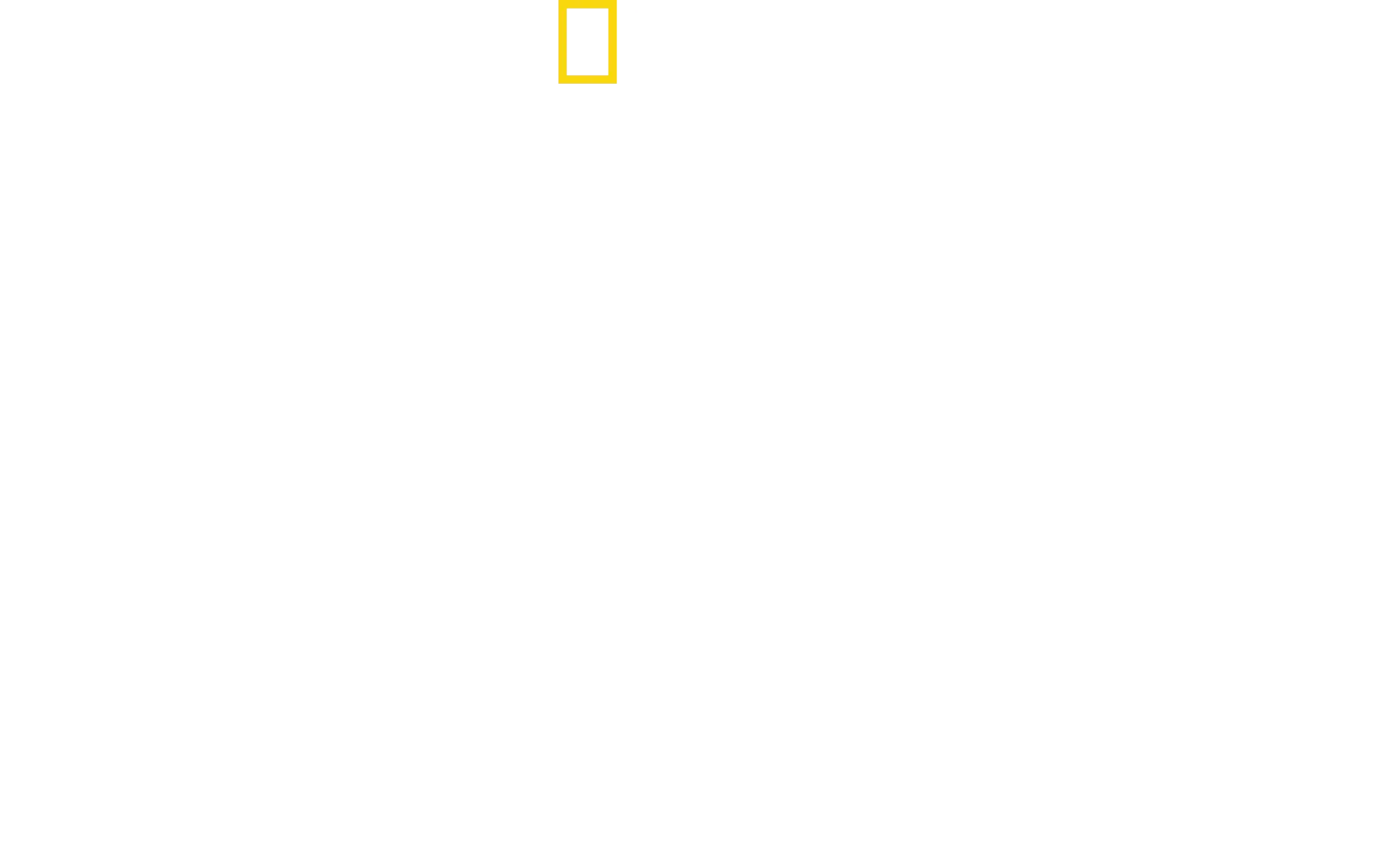 Dolphins Up Close with Bertie Gregory