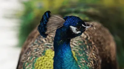 thumbnail - S2:E4 Miracle Max