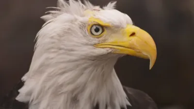 thumbnail - S2:E3 Beast Friends Forever