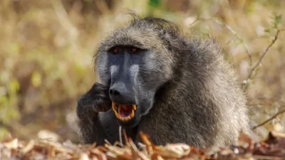 thumbnail - S5:E2 Fangs That Kill