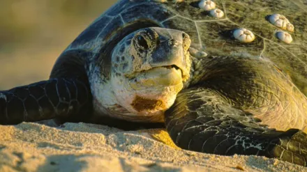 Equator’s Wild Secrets