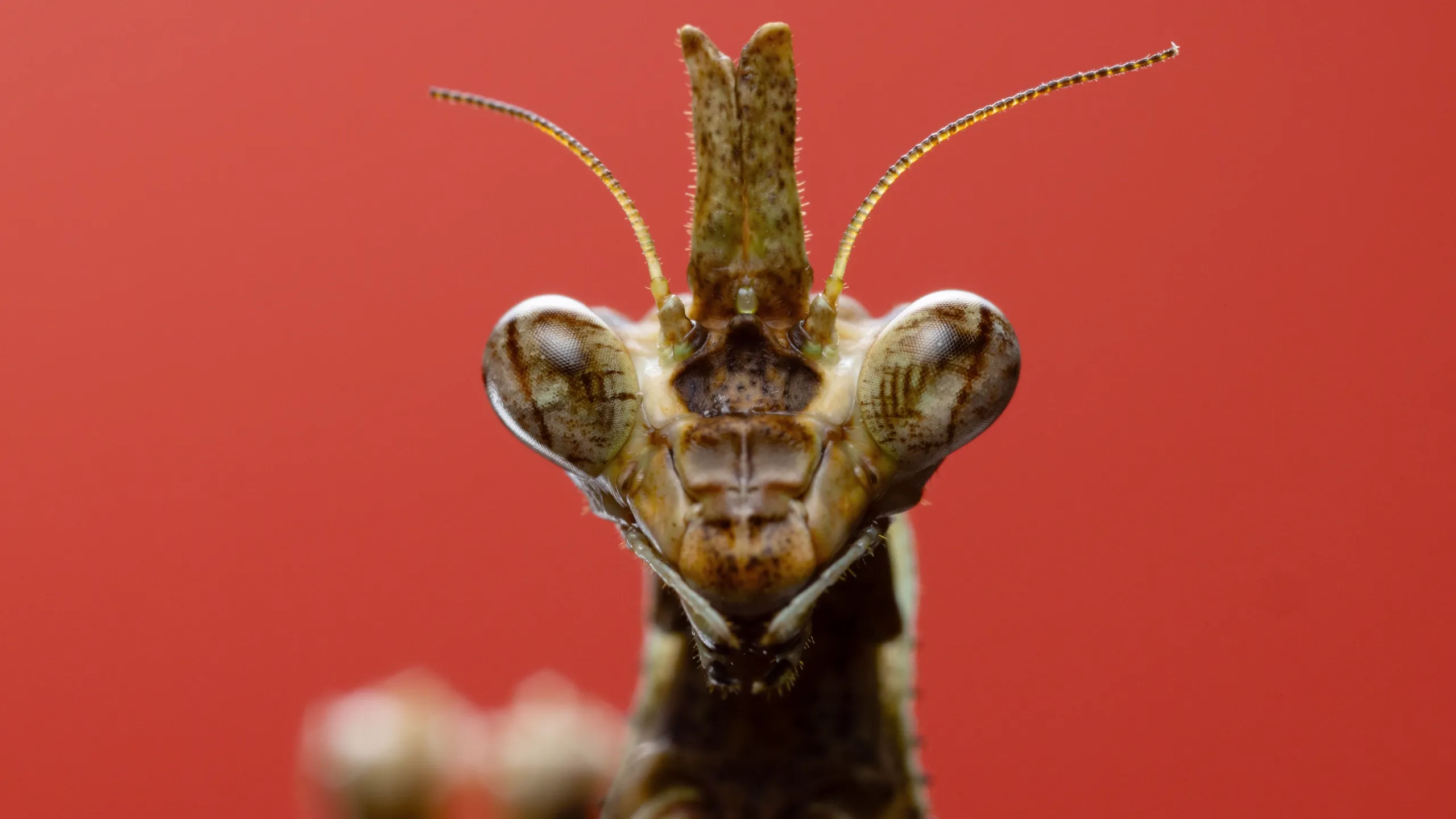 thumbnail - S1:E3 Braving the Backyard