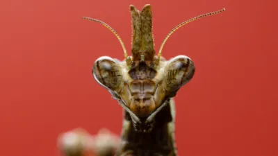 thumbnail - S1:E3 Braving the Backyard