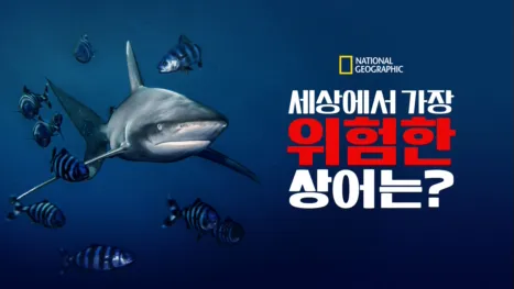 thumbnail - 세상에서 가장 위험한 상어는?