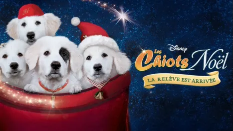 thumbnail - Les Chiots Noël, la relève est arrivée