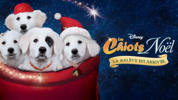 thumbnail - Les Chiots Noël, la relève est arrivée