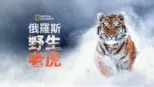 thumbnail - 俄羅斯野生老虎