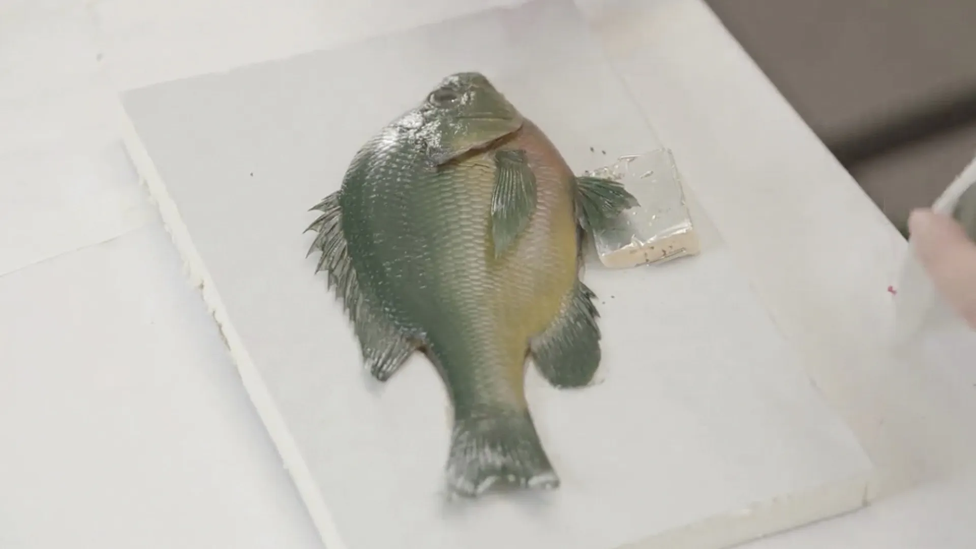 thumbnail - S24:E5 Fish Rubbings, Clay Shooting
