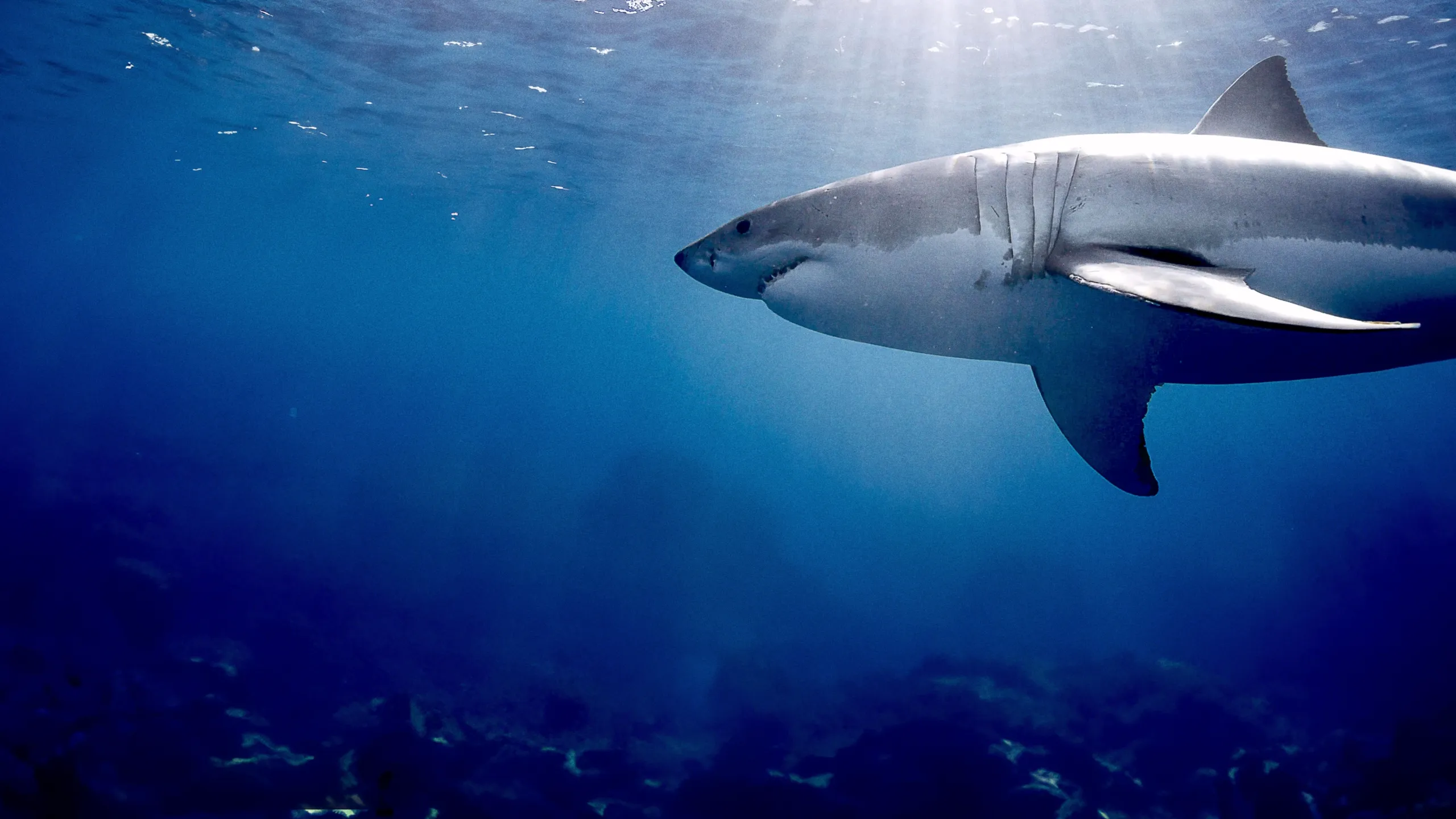 Attaque de requins en mer Rouge