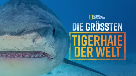 thumbnail - Die größten Tigerhaie der Welt
