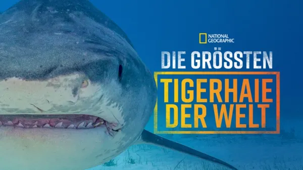 thumbnail - Die größten Tigerhaie der Welt