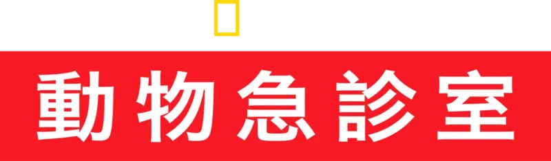 動物急診室