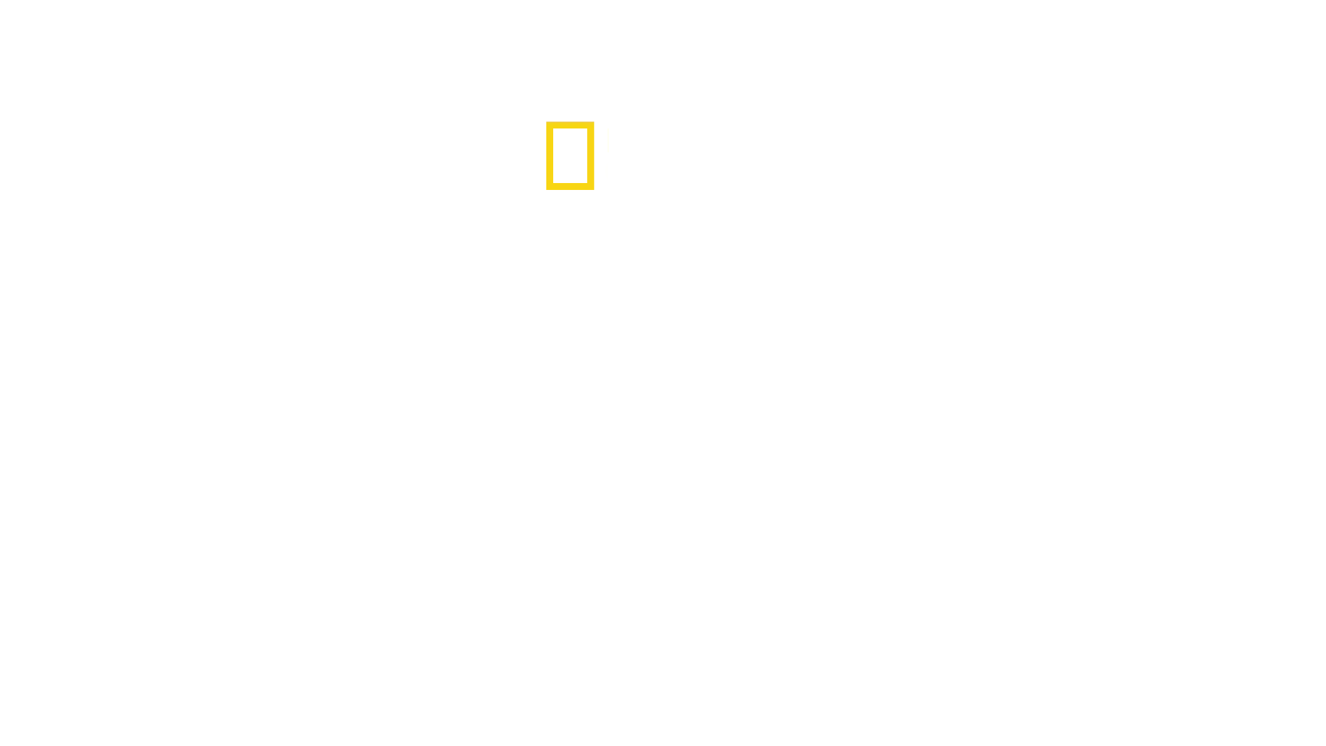 Der größte Bullenhai der Welt?