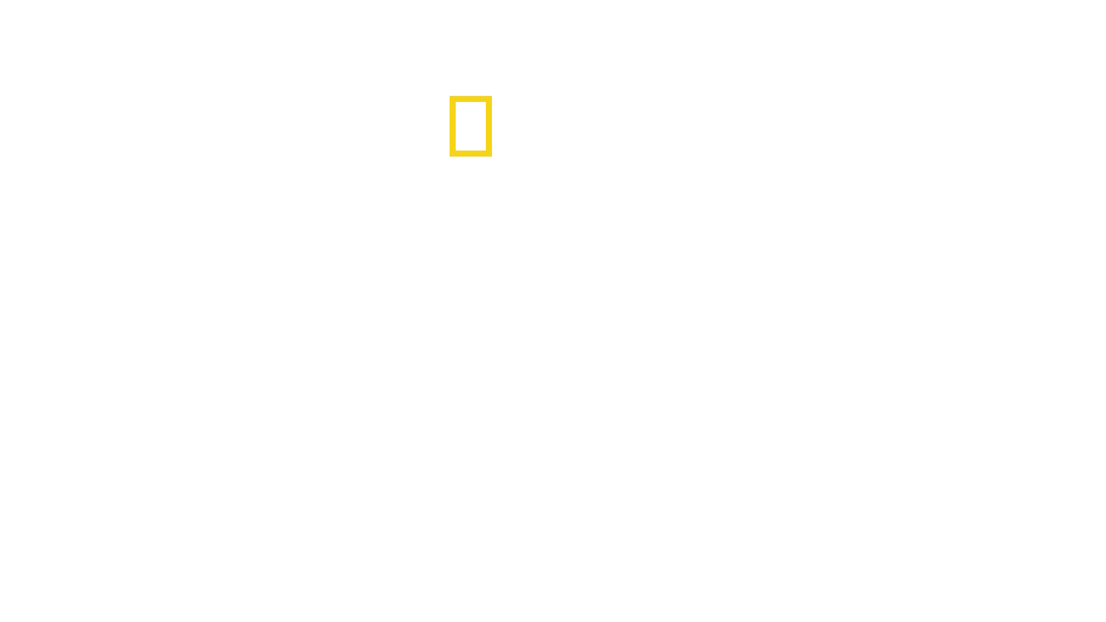 Gorillas Close Up