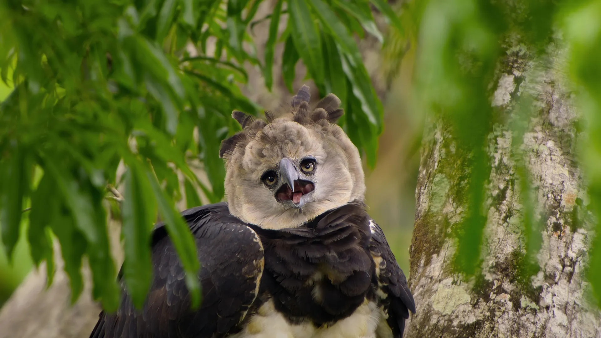 thumbnail - S1:E4 The Amazon