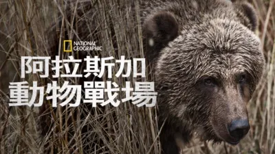 阿拉斯加動物戰場