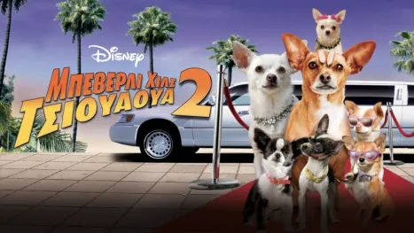 thumbnail - Μπέβερλι Χιλς Τσιουάουα 2