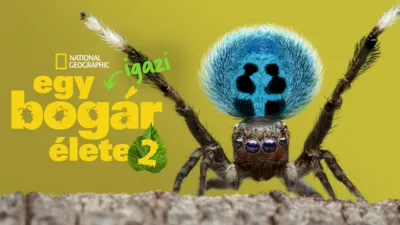 Egy igazi bogár élete