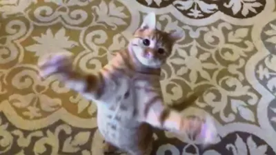 thumbnail - S2:E2 I Dream of a Jaguar