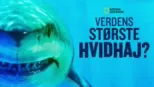 thumbnail - Verdens største hvidhaj?