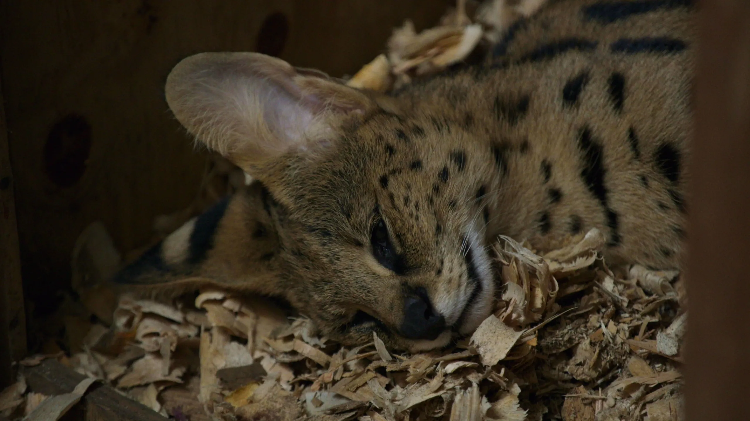 thumbnail - S2:E4 Tsiba's New Mum