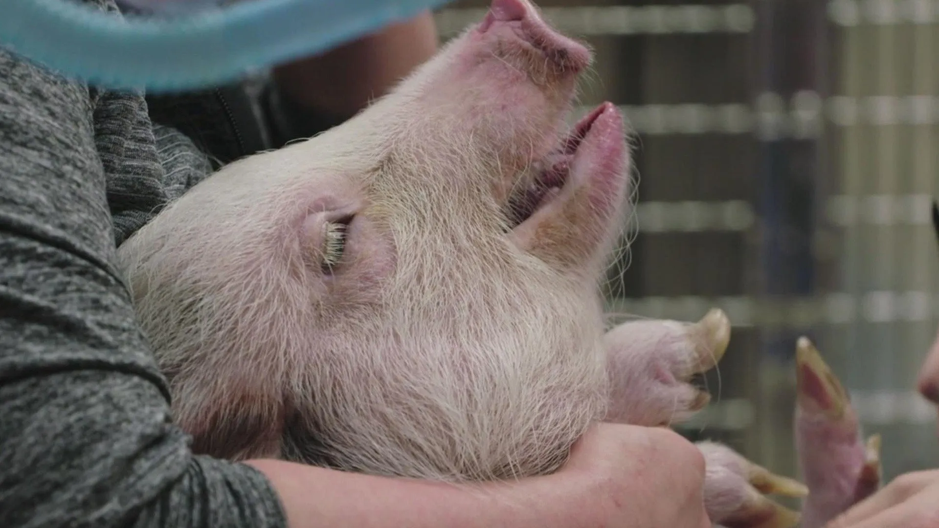 thumbnail - S9:E5 This Little Piggie Goes Beserk!