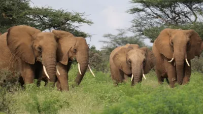 thumbnail - S1:E1 A Wild Start