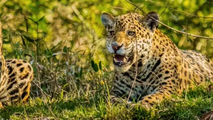 Jaguar vs. Croc