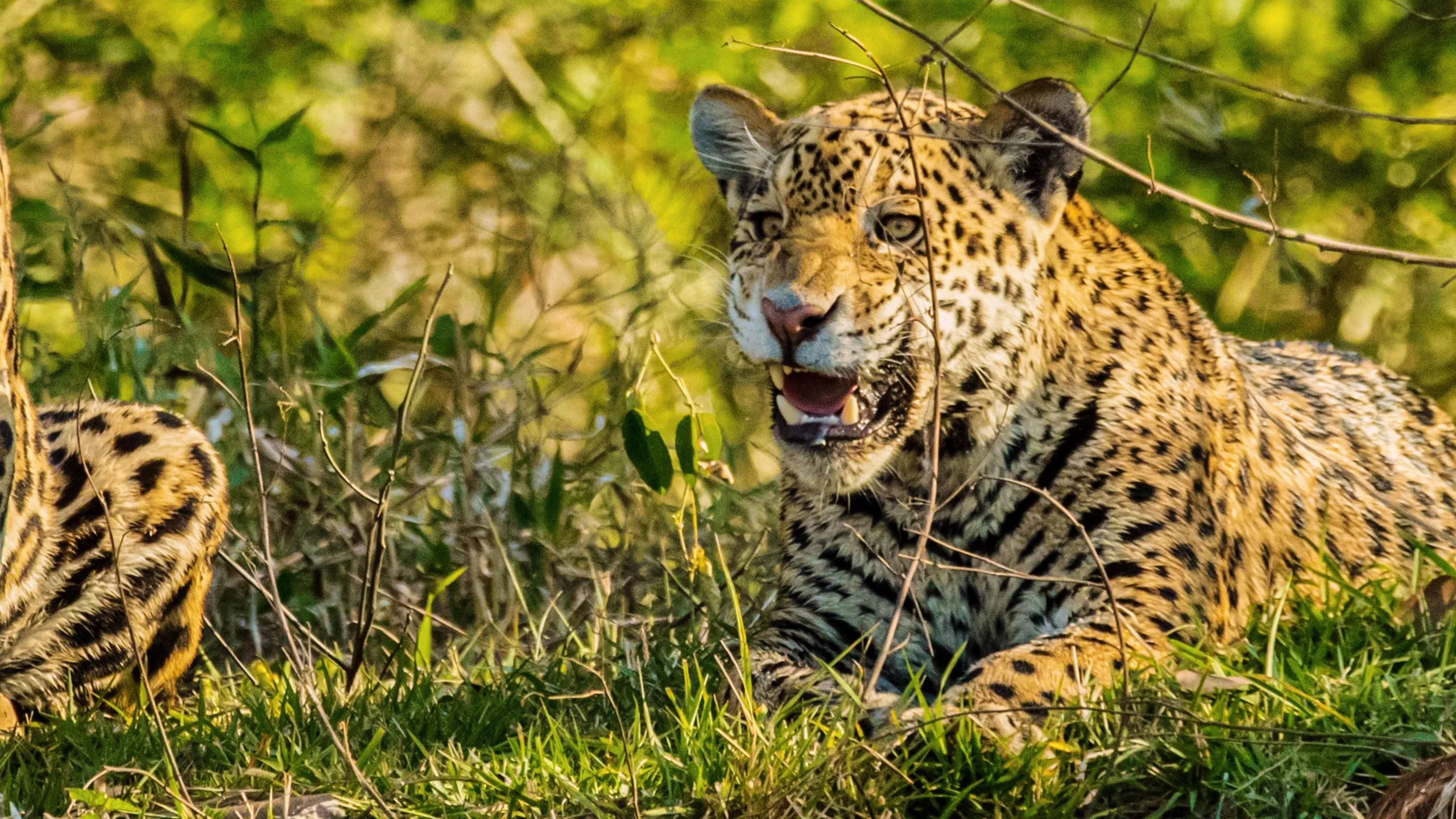 Jaguar vs. Croc