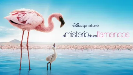 thumbnail - Disneynature: El misterio de los flamencos