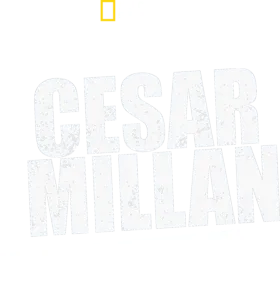 Cesar Millan真人骚