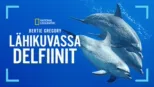thumbnail - Bertie Gregory – lähikuvassa delfiinit