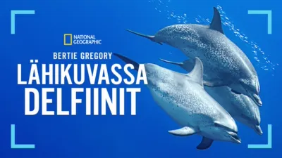 Bertie Gregory – lähikuvassa delfiinit