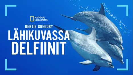 thumbnail - Bertie Gregory – lähikuvassa delfiinit