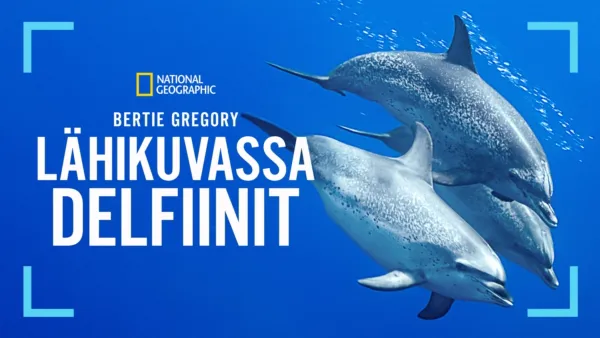 thumbnail - Bertie Gregory – lähikuvassa delfiinit