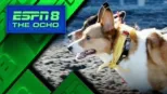 thumbnail - 2025 Corgi Races