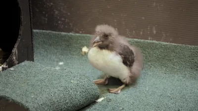 thumbnail - S1:E7 Puffin But Trouble